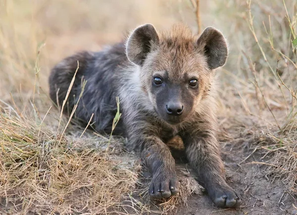 Small cat-like - Spotted Hyena, Young, Informative, Humor, Hyena