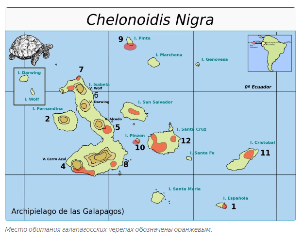 Galapagos tortoise: A story about why quarantine should not be broken - Animals, Yandex Zen, Longpost, Turtle, Galapagos turtles