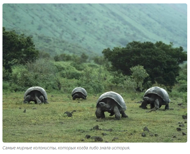 Galapagos tortoise: A story about why quarantine should not be broken - Animals, Yandex Zen, Longpost, Turtle, Galapagos turtles