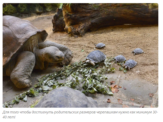 Galapagos tortoise: A story about why quarantine should not be broken - Animals, Yandex Zen, Longpost, Turtle, Galapagos turtles