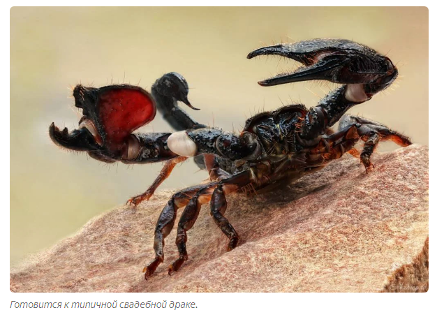 Красноклешневый скорпион: Его клешни страшнее любого яда | Пикабу