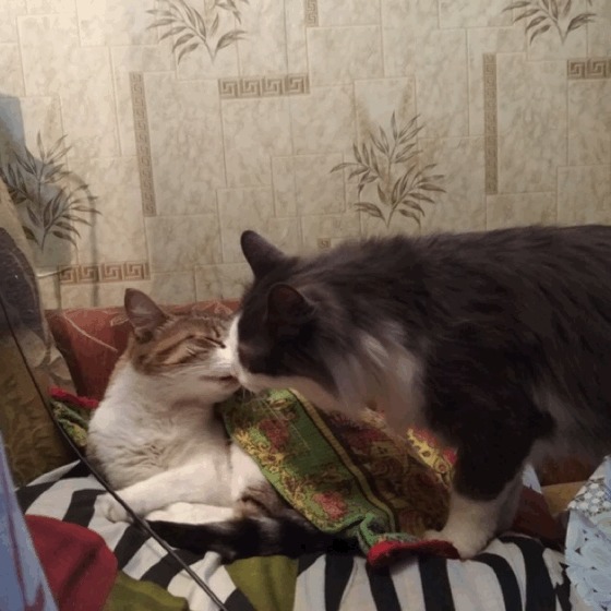 От любви до ненависти...