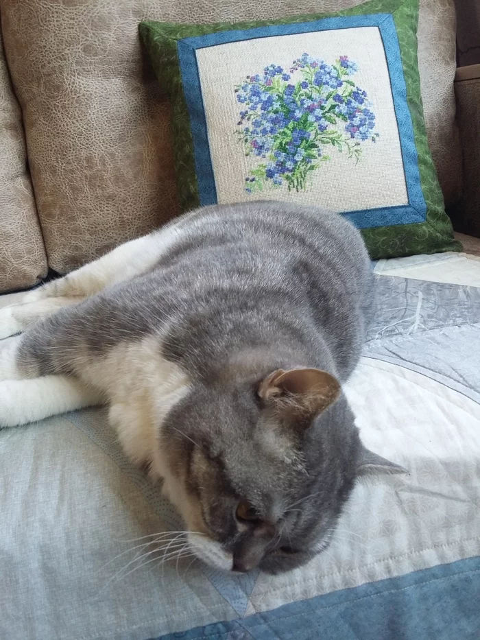 Pillow with forget-me-nots - Cross-stitch, Pillow, cat, Sewing, Needlework without process, Longpost