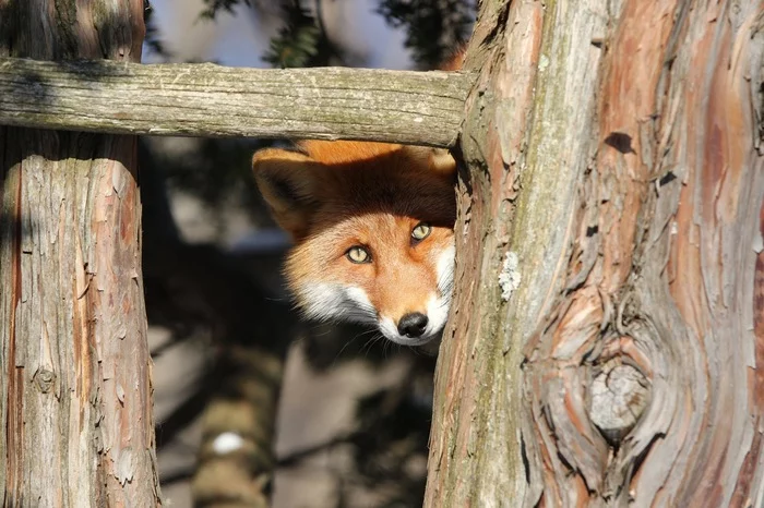 Who are you? - Fox, Animals, The photo, Who are you, Longpost