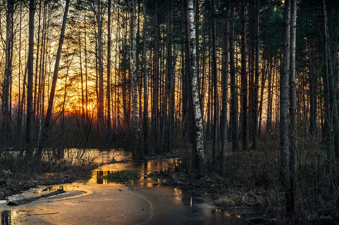 Sunset in early spring - My, Forest, Landscape, Sunset, Tree, Spring, Evening, The photo, beauty of nature