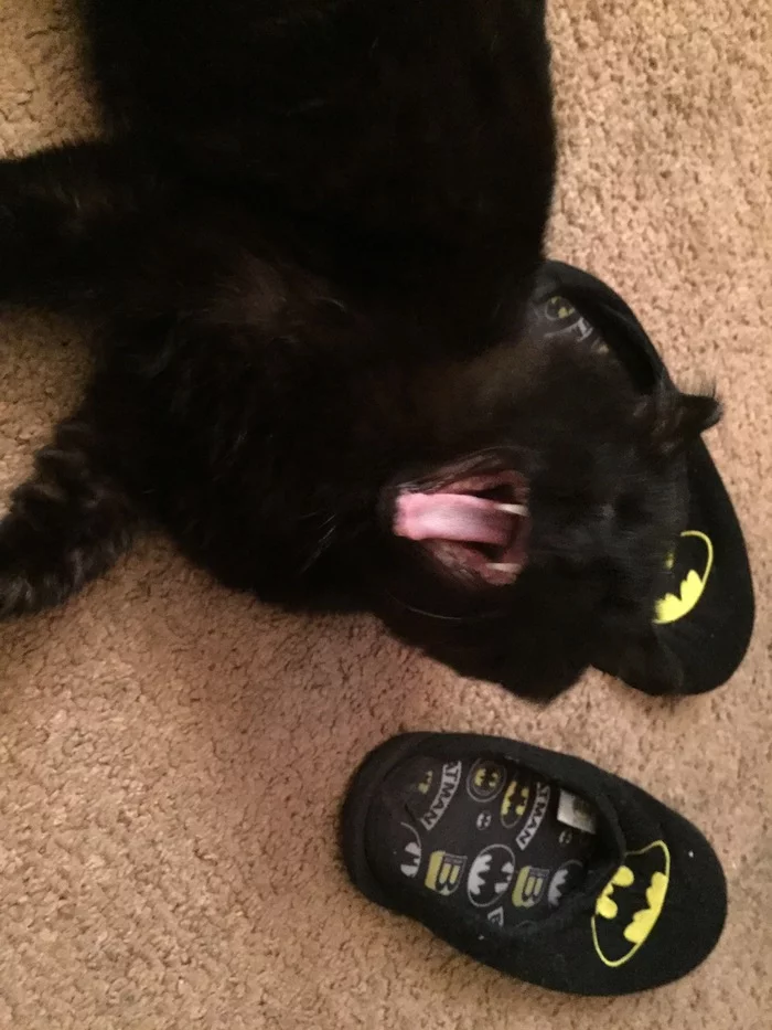 Yawn - My, cat, Yawn, Black, Longpost