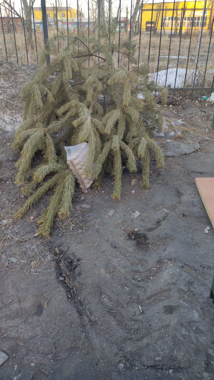 Finally, the last Christmas tree left the apartment)) - My, Christmas tree, Spring, Garbage, Threw away the tree