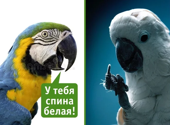 Every first of April - My, A parrot, Humor, Birds
