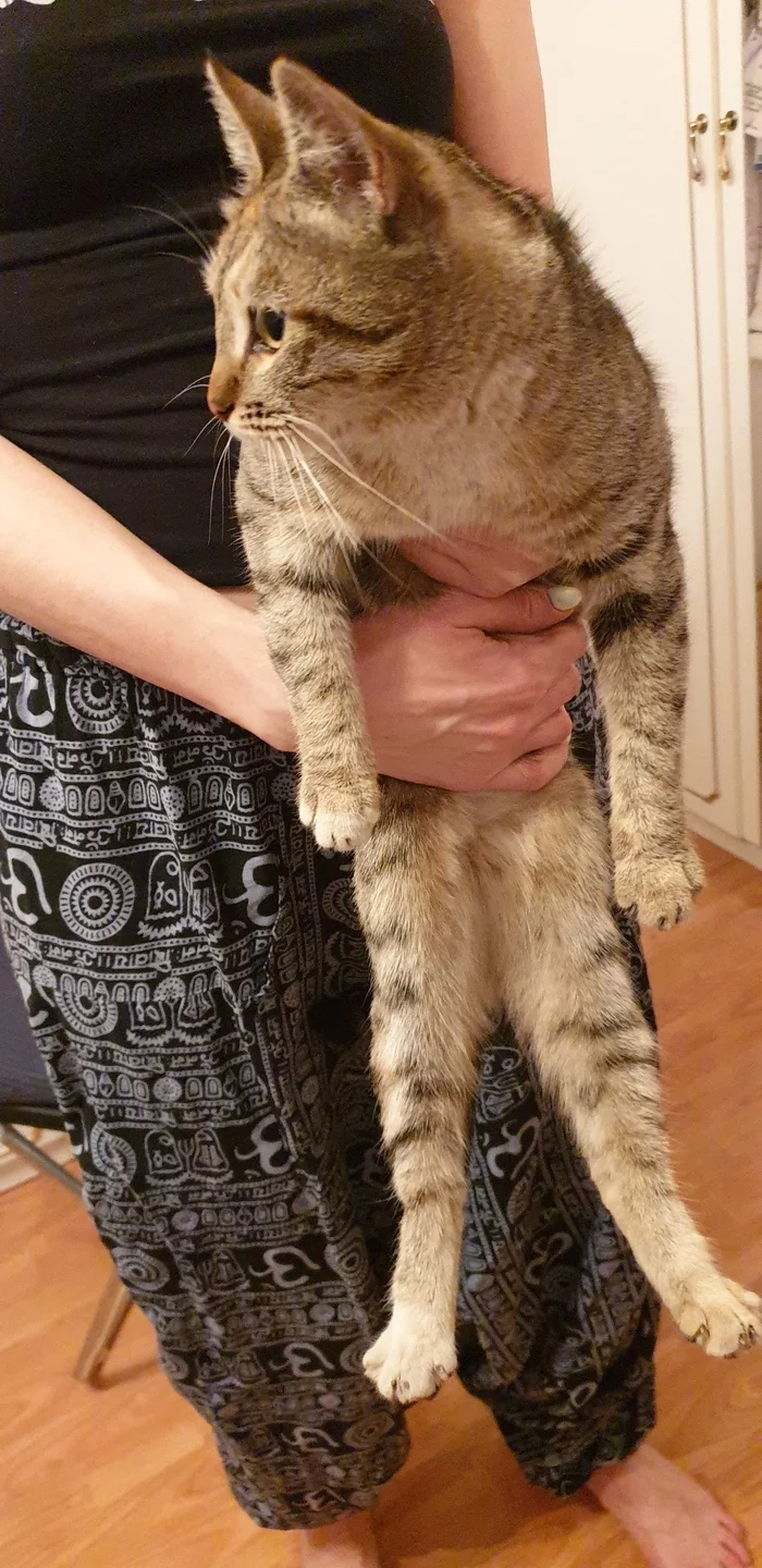 Zhulebino cat found [Information not relevant] - Lost, cat, Zhulebino, No rating, Longpost, Found a cat, Moscow, In good hands