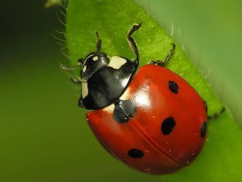 Lolth #7 - Spider, Mimicry, ladybug, Longpost