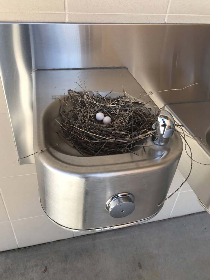 "После трех недель карантина, в питьевом фонтанчике нашей школы завелась новая жизнь"