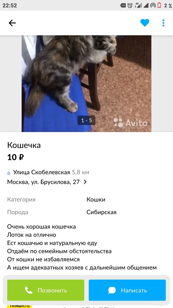 Авито коты. Кот Максим бесплатно авито.