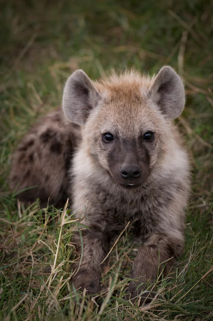 Don't confuse them: four hyenas and one dog - Hyena, Spotted Hyena, Brown hyena, Striped hyena, Aardwolf, Hyena dog, Informative, Longpost, Animals