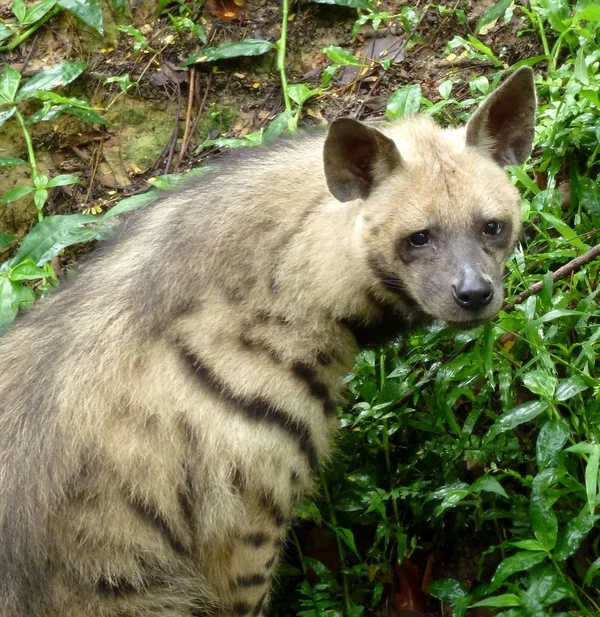 Don't confuse them: four hyenas and one dog - Hyena, Spotted Hyena, Brown hyena, Striped hyena, Aardwolf, Hyena dog, Informative, Longpost, Animals