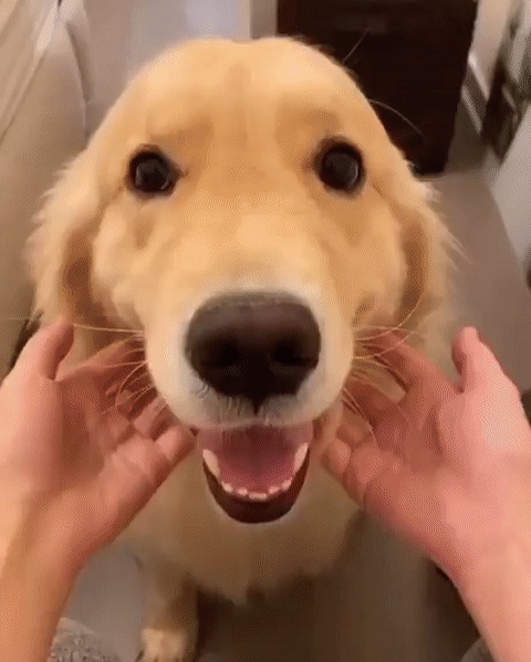 Щечки