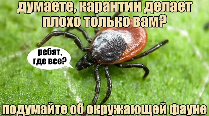 But what about ticks? - My, Quarantine, Mite, Animals