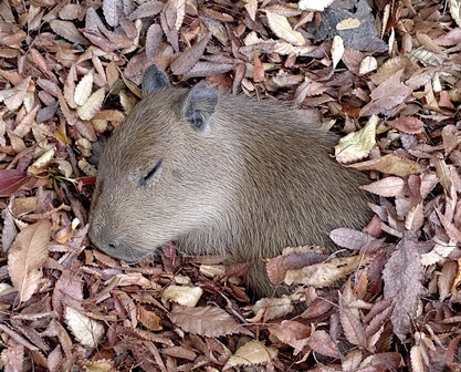 Cosy - Capybara, Milota, Autumn leaves, Twitter