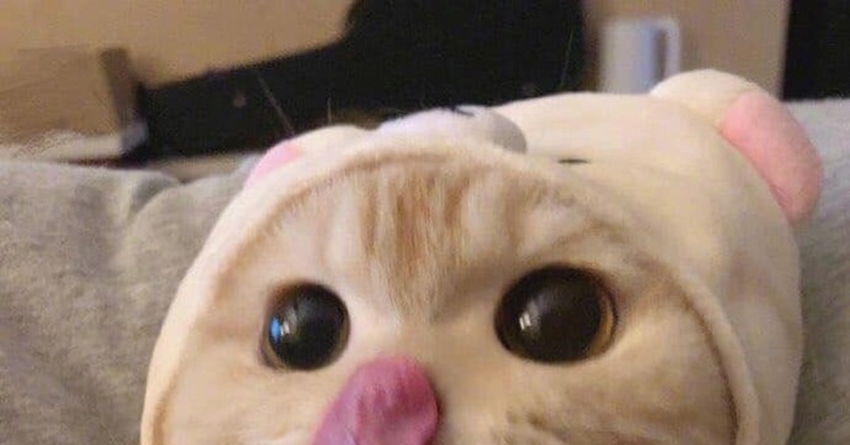 Личинка котэ. Личинка котэ. Личинка котэ демотиватор. Кот гусеница. Кот породы спиешьпей.