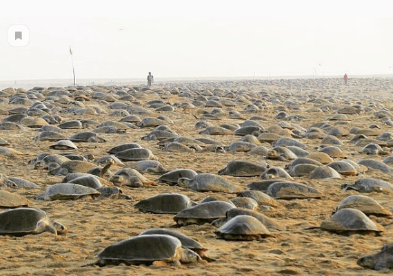 Природа берёт своё