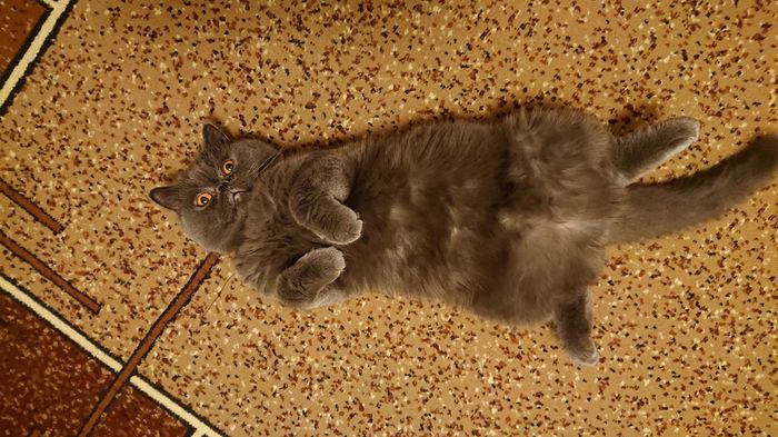 Рогатый карантин Кулинария, Котомафия, Длиннопост, ЛучшеДома, Рецепт