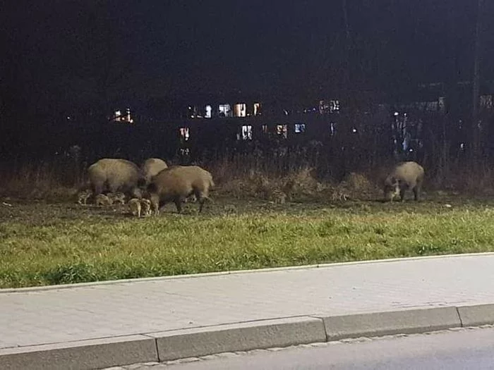 Wild boars have returned to Krakow - Boar, Poland, Coronavirus, Quarantine, Video, Vertical video