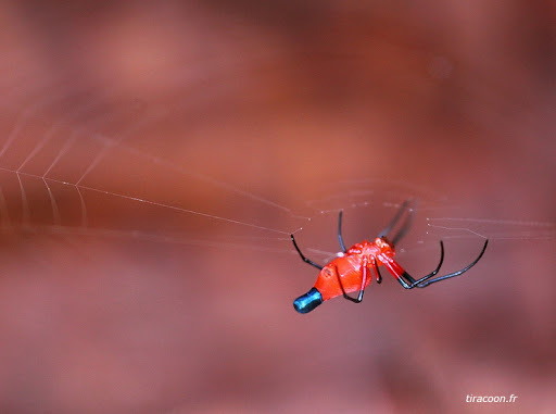 Lolth #9 - Spider, Mat, Longpost