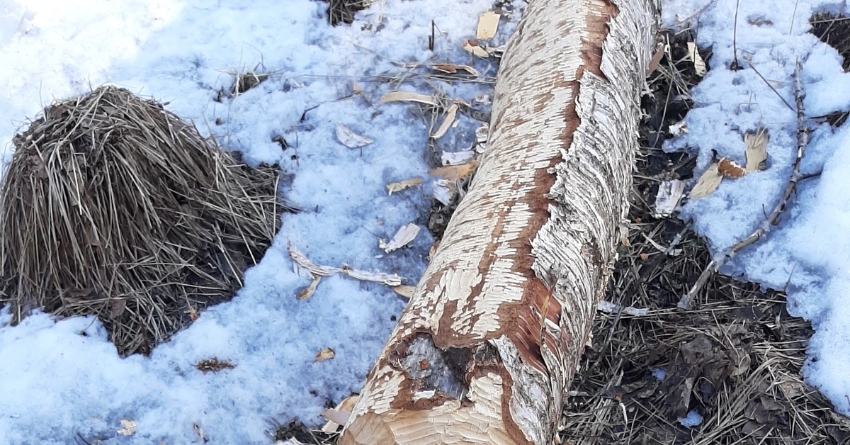 Бобер грызет дерево фото