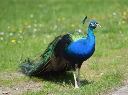 Peacock is the most beautiful bird in the world - My, Birds, Nature, Animals, Planet, Facts, Longpost