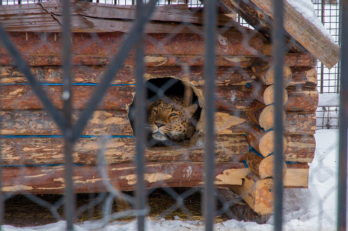 За решёткой