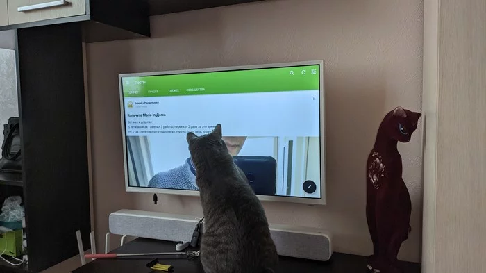 Надеюсь нас не забанят за то что мы вдвоем на одном аккаунте) - Пикабу, Кот, Моё