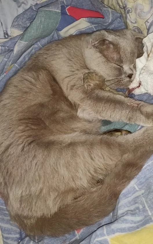 My cat gave birth to a kitten yesterday - My, cat, Kittens