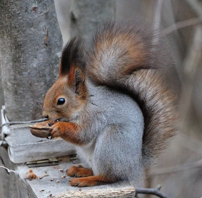 Squirrel - Squirrel, beauty, Milota, Animals, Forest
