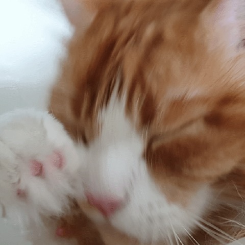 Доброе утро/день/вечер с котиками :) Мейн-кун, Кот, Трехцветная кошка, Умывание, Гифка, Длиннопост