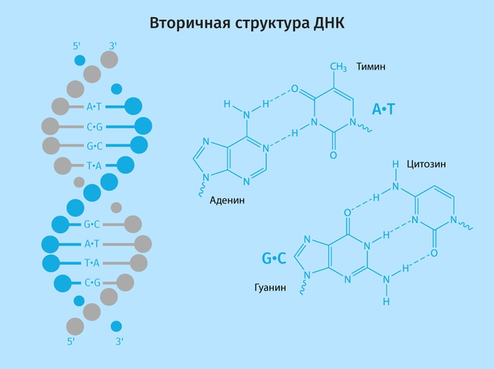 BacterialSim ����� 2