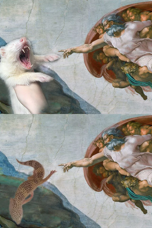 The Creation of the Ferret and the Leopard Gecko - My, Challenge, Painting, Imitation, Painting, Ferret, Eublefar, Creation of Adam, Insulation