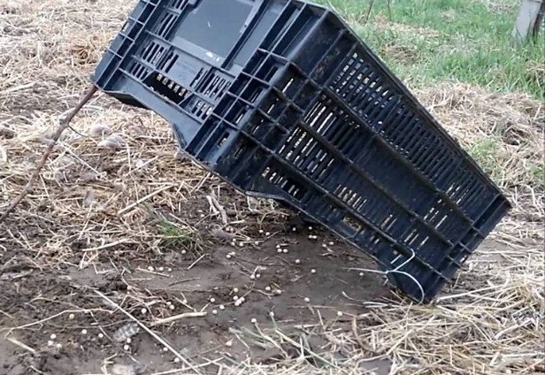 Как разнообразить меню в самоизоляции