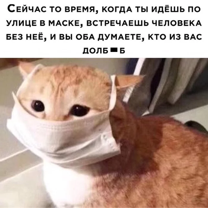 Докатились... - Коронавирус, Болезнь, Эпидемия, Черный юмор, Маска, Кот