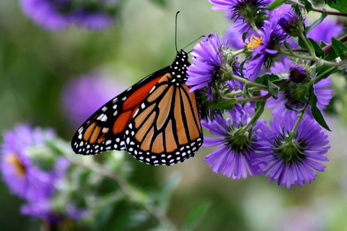 Данаида-монарх – бабочка, перелетающая океан Бабочка, Миграция, Длиннопост