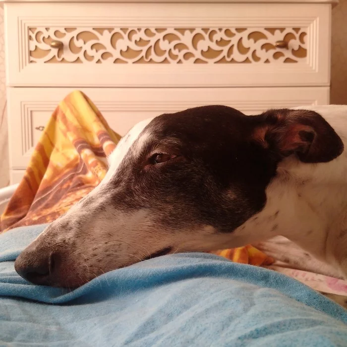 DYINGness - My, Dog, Greyhound, English Greyhound, Greyhound