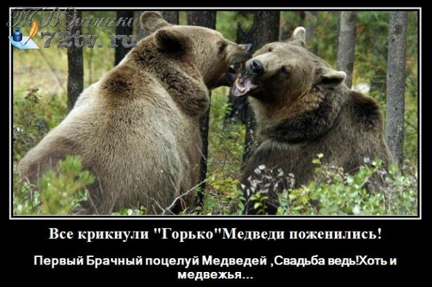 Ah, this wedding-wedding-wedding sang and growled! - Bear, Wedding, The Bears