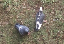 About the importance of feeding pigeons - My, Pigeon, Birds, Panic, Coronavirus, A crisis