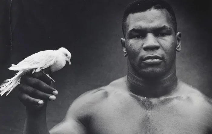 Tyson and the pigeons or the man who got very lucky - Story, Tyson, Boxing