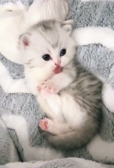 Лапочка