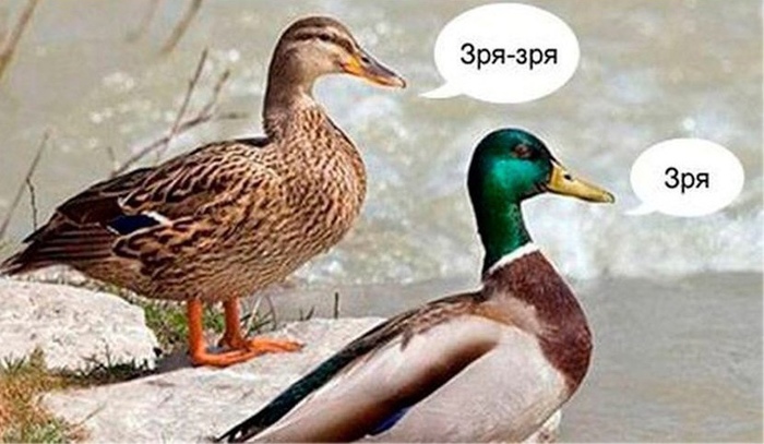 стендап про курицу в пятерочке. 1586172938141613917. стендап про курицу в пятерочке фото. стендап про курицу в пятерочке-1586172938141613917. картинка стендап про курицу в пятерочке. картинка 1586172938141613917. Управление Федеральной антимонопольной службы (ФАС) по Курской области выявило случаи завышения цен на продукты питания в магазинах торговых сетей «Пятерочка» и «Магнит» в нескольких муниципальных районах региона. Об этом говорится на официальном сайте ведомства.