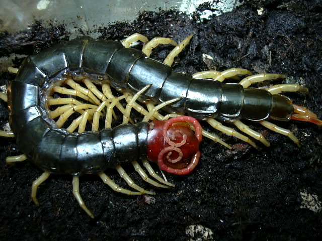 Scolopendra subspinipes - My, Scolopendra, Insectophobia, Centipede, Longpost