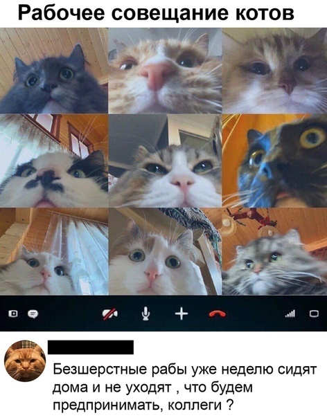Рабочее совещание котов | Пикабу