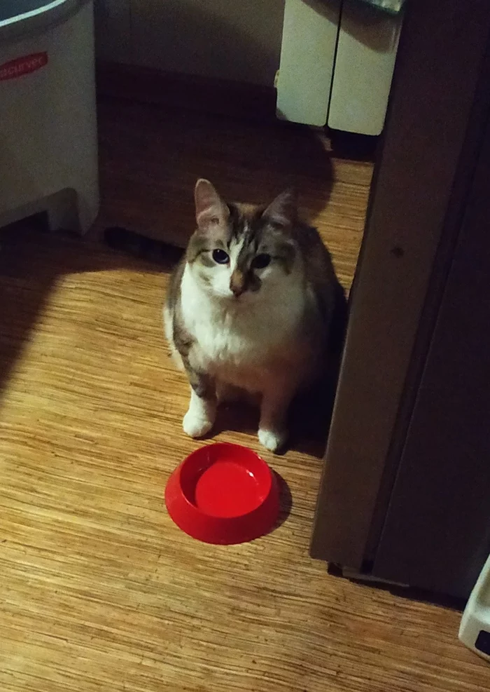 Reply to the post “Disappointed” - My, Cat family, Kitekat, A bowl, Reply to post, cat