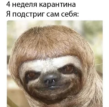 Your own hairdresser - Picture with text, The hairdresser, Quarantine, Стрижка, Sloth, Humor