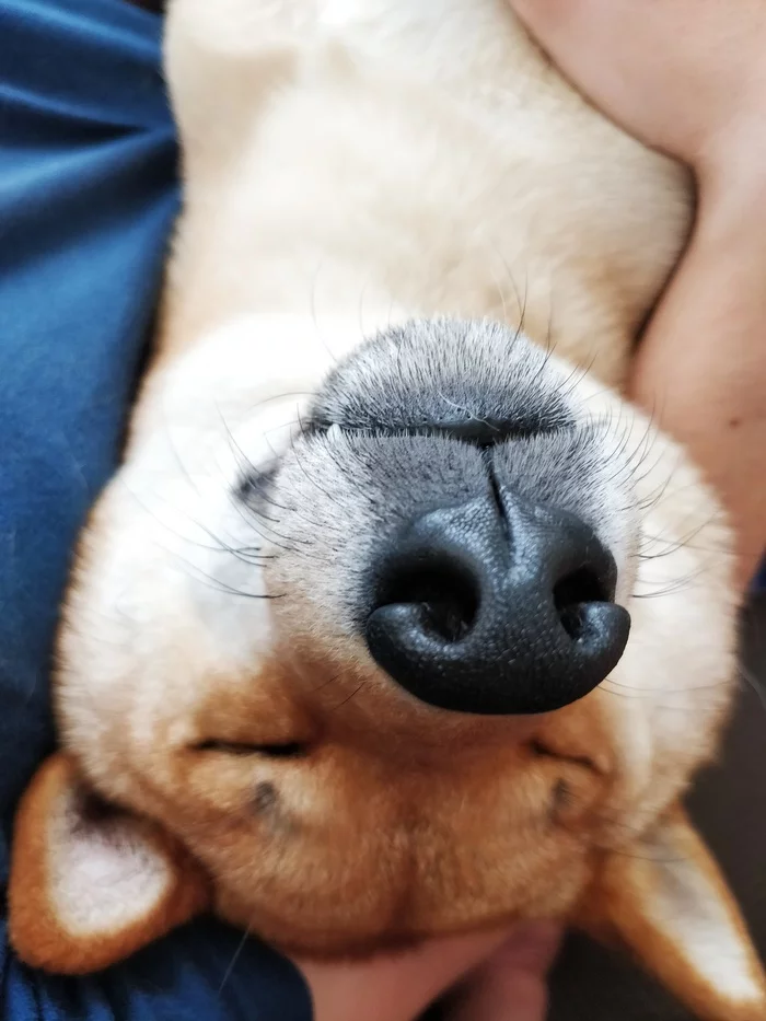 Sleeping nose - My, Dog, Shiba Inu, Dream, Milota