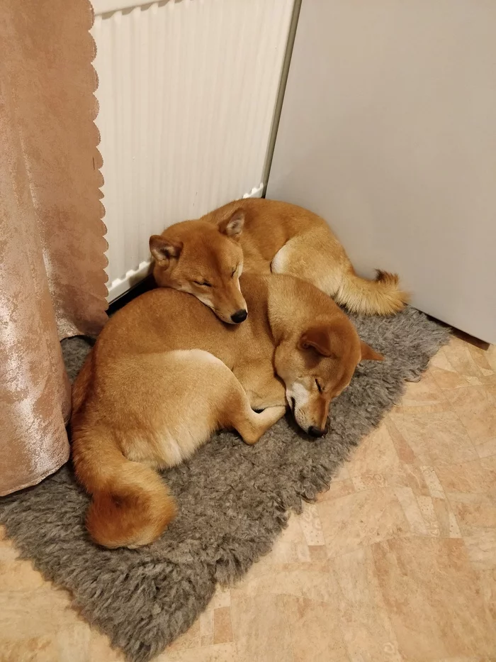 Two sleeping noses - My, Shiba Inu, Dog, Milota, Dream